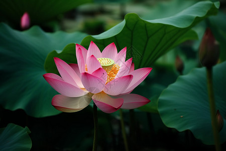 湖中粉色莲花背景图片