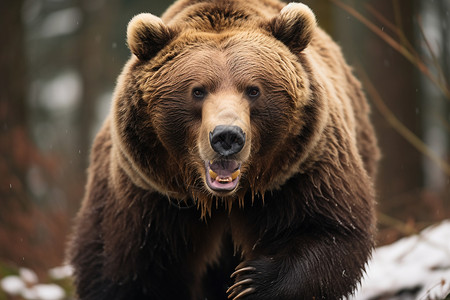霸气的棕熊背景图片