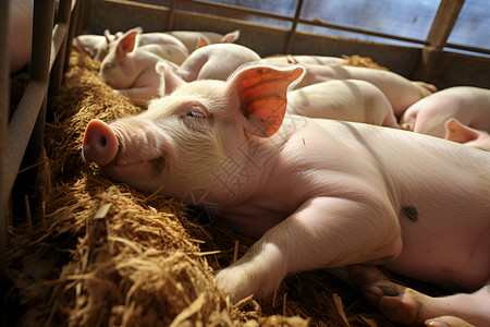 现代化养猪猪圈里睡觉的猪背景