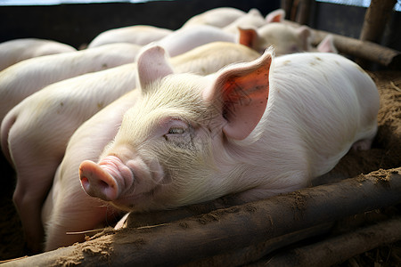 农业养猪素材养殖场的小猪背景