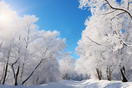 雪地里的树林背景图片
