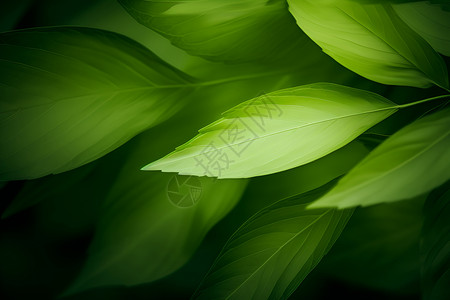 绿意盎然的绿叶植物背景图片