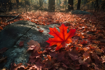 火红色的秋季丛林背景图片