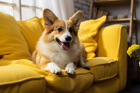 黄色沙发上的可爱宠物狗背景图片