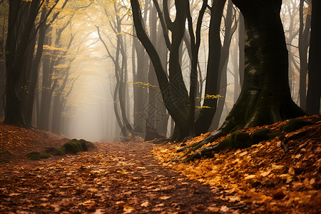 金黄色的秋季森林景观高清图片