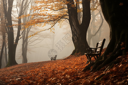 迷雾中笼罩的秋季森林景观背景图片