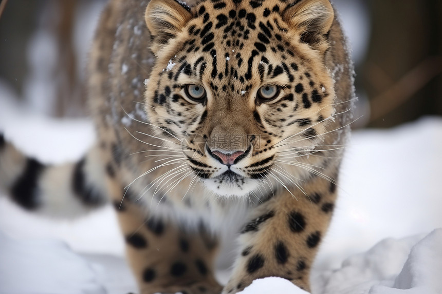 雪地中凶猛的豹子图片