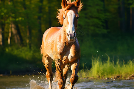 河中奔跑的马儿背景图片