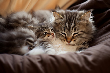依偎在一起睡觉的猫咪背景图片