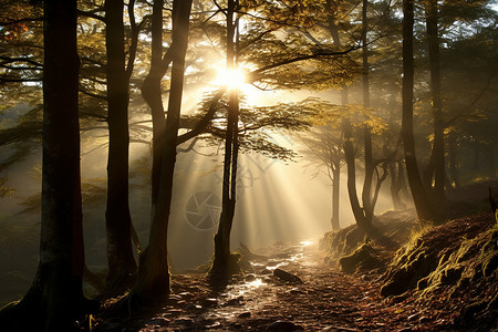 阳光透过树林背景图片