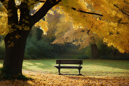 秋季公园中金黄的树叶背景图片