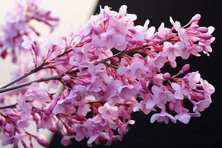 美丽的丁香花背景图片