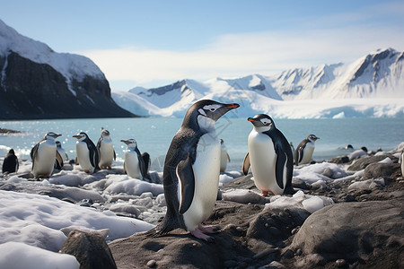 冰山上的企鹅背景图片