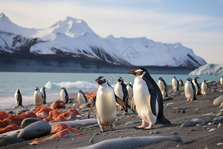 企鹅冰山南极企鹅群背景