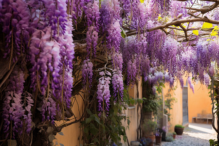 紫藤花园背景图片
