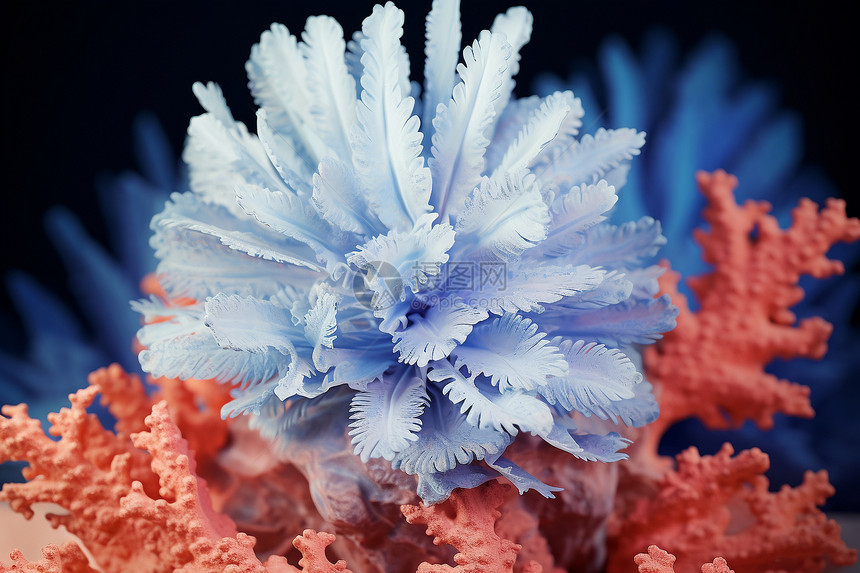 炫彩珊瑚礁图片