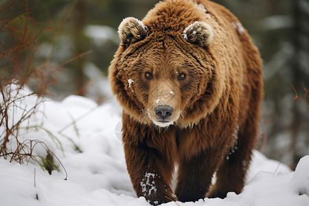 棕熊甜品店肉食棕熊背景