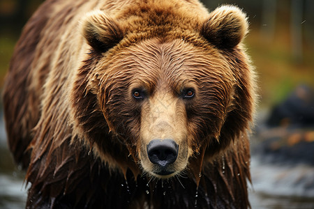 被打湿的棕熊背景图片