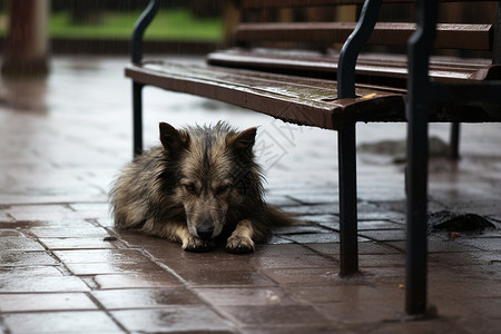 雨天的狗无家可归的小狗背景