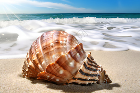 阳光照射下的海螺背景图片
