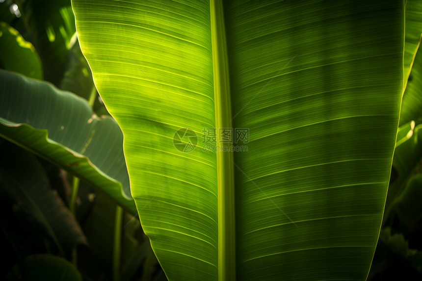 热带雨林中的植物图片