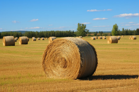 麦田上的干草背景图片