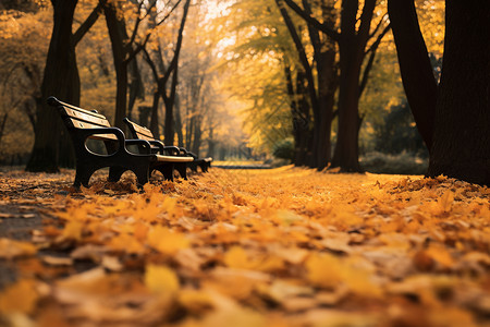 秋叶飘落的公园背景图片