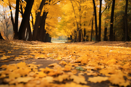 秋叶飘落的黄叶背景图片