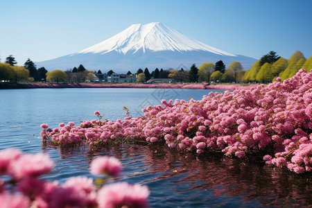 日本和平公园日本富士山的粉色背景