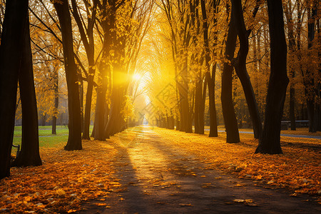 阳光透过树叶洒在地面上高清图片