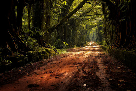 神秘森林之旅背景图片
