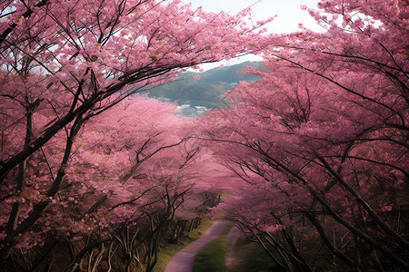 樱花怒放的山中小径背景图片