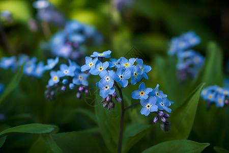 花园中的美丽蓝色花朵背景图片