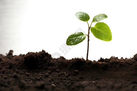 土壤中茁壮生长的绿植幼苗背景图片