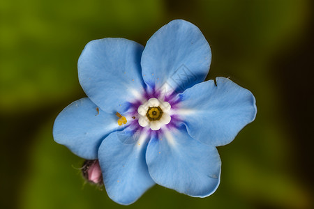 清新自然的蓝色花朵背景图片