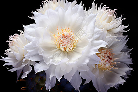 仙人掌上的白色花朵高清图片