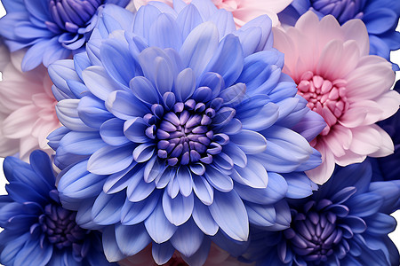 蓝粉色的花束背景图片