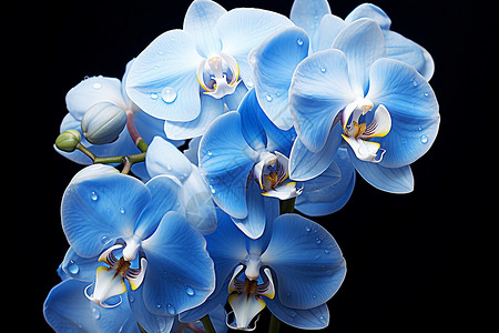 蓝色的兰花背景图片