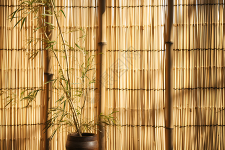 竹围墙下的植物背景图片