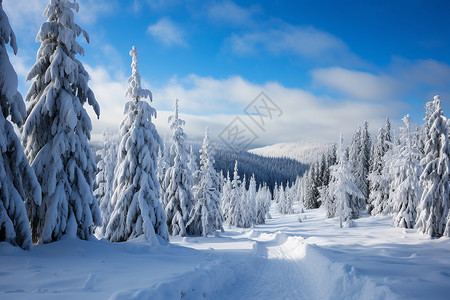 寒冷冬季的的白雪森林景观高清图片