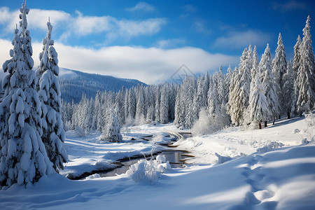 美丽的白雪森林景观背景图片