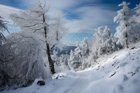 冬季白雪覆盖的山林景观高清图片