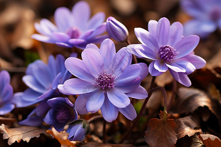 一群紫色花朵背景图片