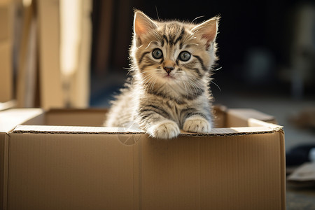 可爱的小猫虎小猫好奇地望着背景