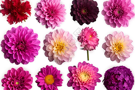 菊花花卉素材美丽的鲜花设计图片