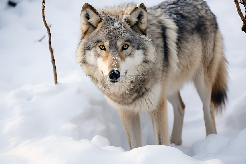 冬季荒野中雄壮的狼图片
