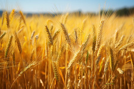 麦田里面丰收的麦子背景图片