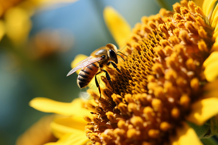向日葵上采蜜的蜜蜂背景图片