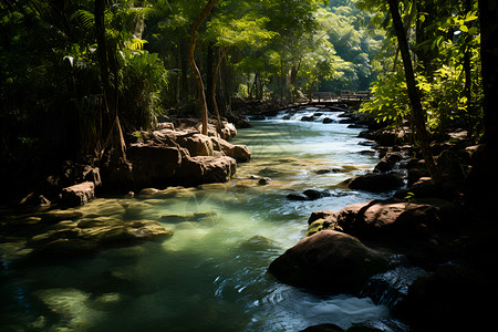 森林中流淌中的水域背景图片