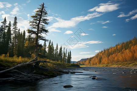 森林中清澈的河流背景图片